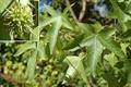 Liquidambar styraciflua